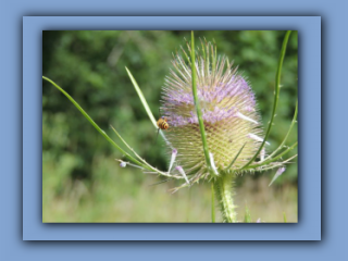 easel and Hoverfly. Near Hetton House Wood. 10th August 2021_Prv.jpg